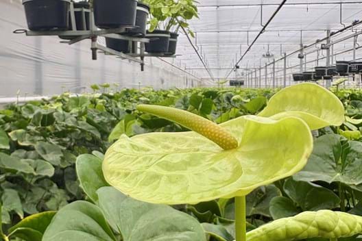 Wijnen Anthuriums - Huisman Screen Systems